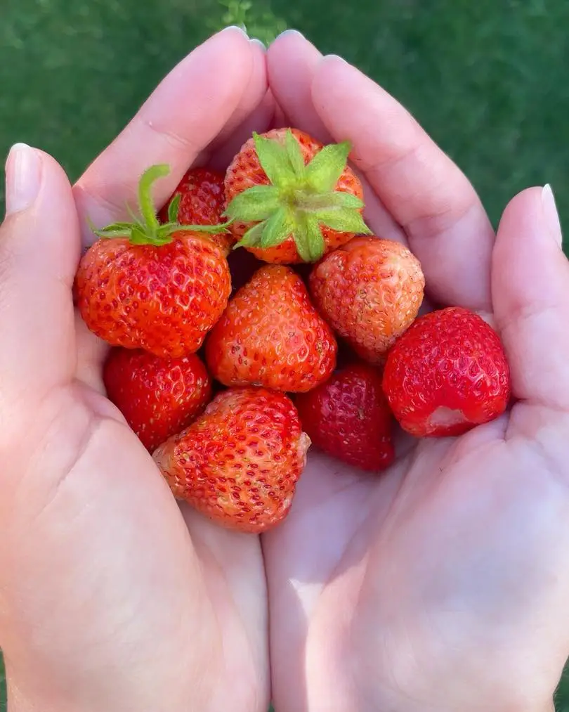Dredhëza nga kopshti 🍓