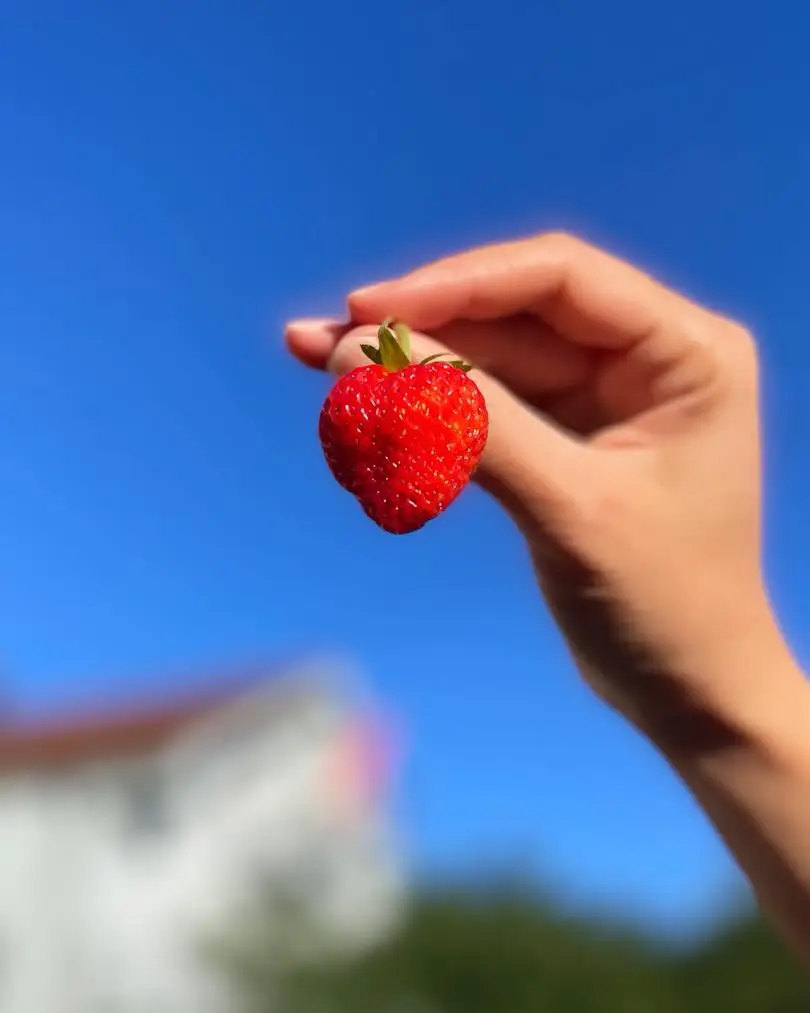 🍓